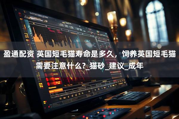 盈通配资 英国短毛猫寿命是多久，饲养英国短毛猫需要注意什么?_猫砂_建议_成年